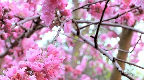 Flowers 47 Stock Footage 330679