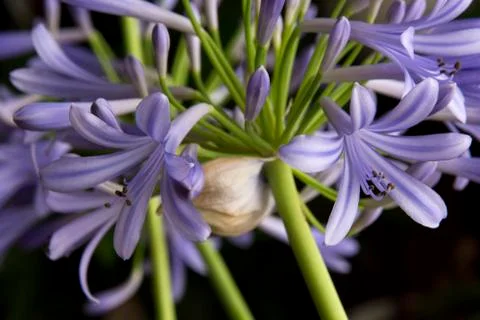 Flowers 47 Stock Photos