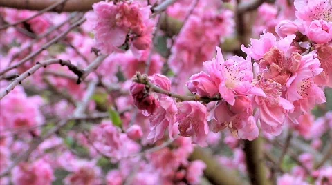 Flowers 48 Stock-Footage 330680