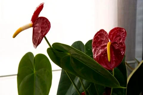 Flowers 48 Stock Photos