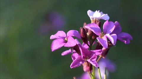 Flowers 49 Stock Footage 330682