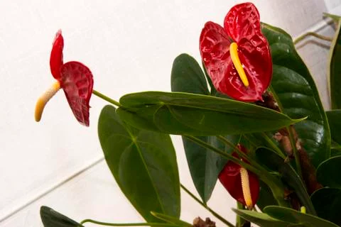 Flowers 49 Foto stock