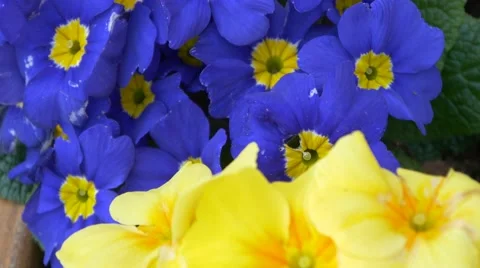 Flowers 4k springtime spring scenery cheerful colorful blossom background Stock Footage 49616406