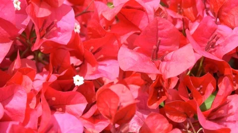 Flowers 4k springtime spring scenery cheerful colorful blossom background pink Stock Footage 50434391