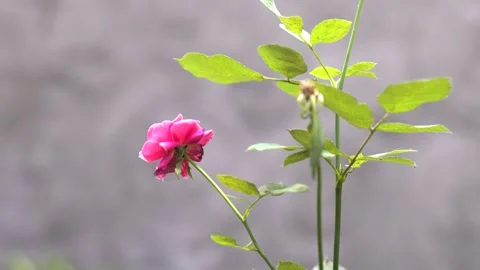 Flowers (5) 動画素材 145822895