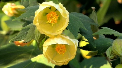 Flowers 50 Stock Footage 330683