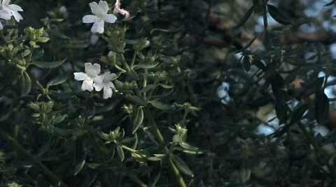 Flowers 51 Stock Footage 330689