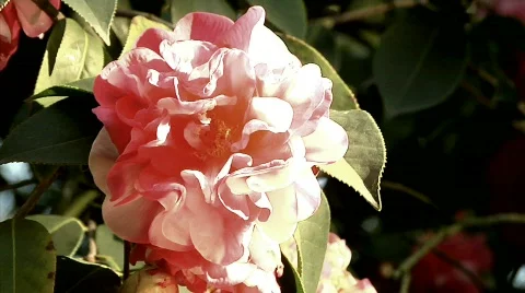 Flowers 52 Stock Footage 330690