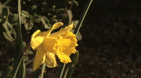 Flowers 53 Stock Footage 330691