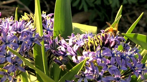 Flowers 54 Stock-Footage 330692