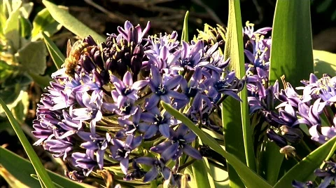 Flowers 55 Stock Footage 330693