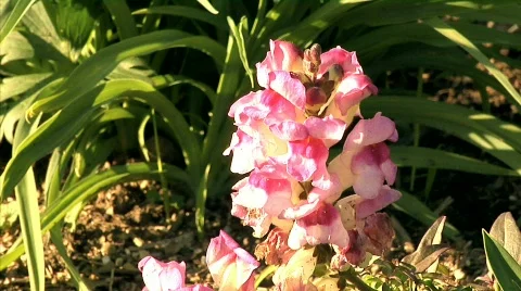 Flowers 56 Stock Footage 330695