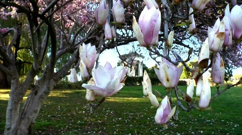 Flowers 57 Stock Footage 330696