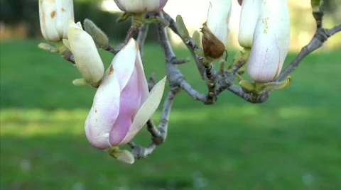 Flowers 58 Stock-Footage 330698