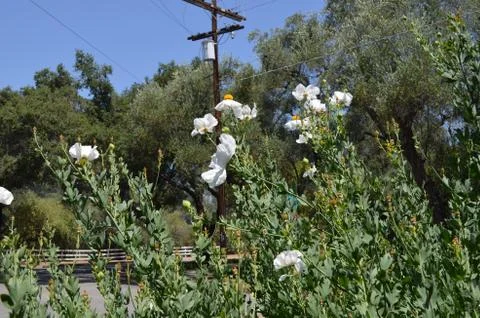 Flowers 6 스톡 사진