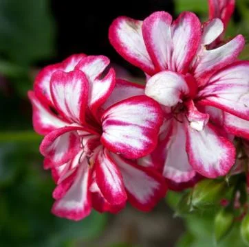 Flowers 6 Stock Photos