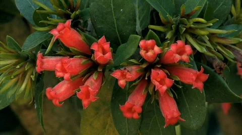 Flowers 60 Stock-Footage 330708