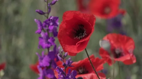 Flowers (7) Stock Footage 102397616