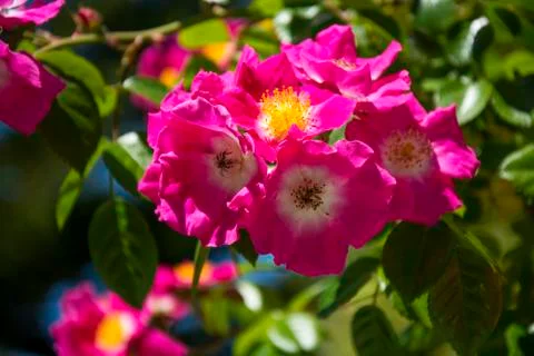 Flowers 77 스톡 사진