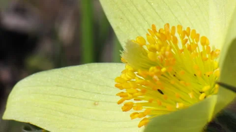 Flowers 8 Stock Footage 1064834