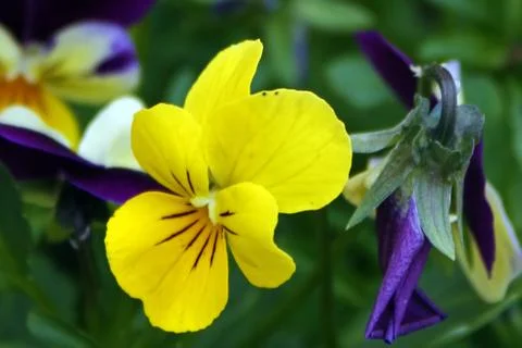 Flowers 8 Stock Photos
