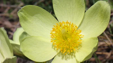 Flowers 9 Stock Footage 1064842