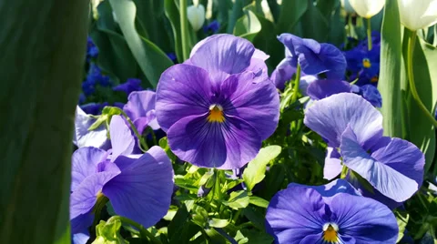 Flowers _1 4K Stock Footage 37161736