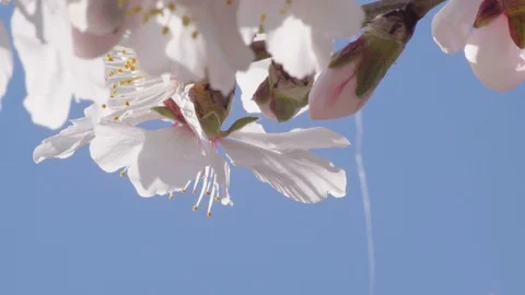 Flowers above Stock Footage 105678175