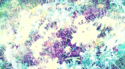 Flowers, abstract background. Stock Footage 41536609