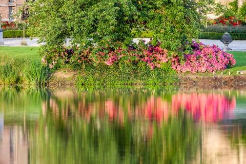 Flowers across the river Stock Photos