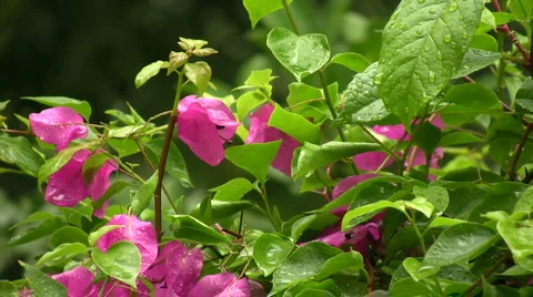 Flowers after Rain Stock-Footage 926636