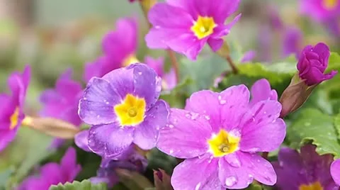 Flowers after the rain Stock Footage 10978078