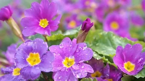 Flowers after the rain Vídeo Stock 10978113