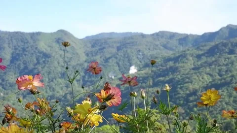 Flowers against the background of mountains. Video stock 137942193