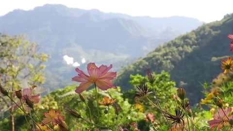 Flowers against the background of mountains. Video stock 137942494