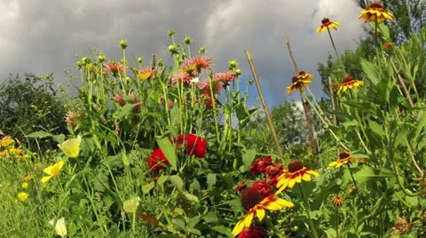 Flowers against a cloudy sky. timelapse. Stock Footage 11891274