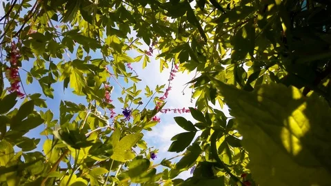 Flowers against the sky Stock Footage 91536112