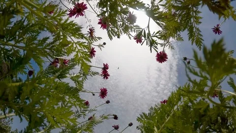 Flowers against the sky Stock Footage 91536292