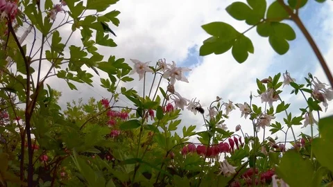 Flowers against the sky Stock Footage 91536679