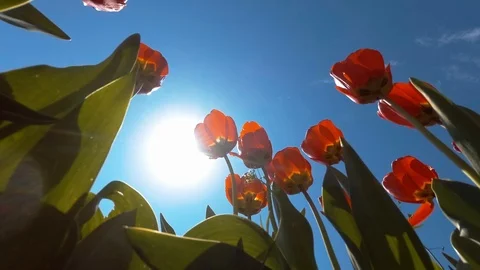Flowers against the sky Stock Footage 91536700