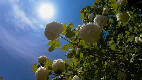 Flowers against the sky Stock Footage 91699072