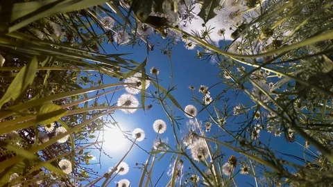 Flowers against the sky Stock Footage 91699205