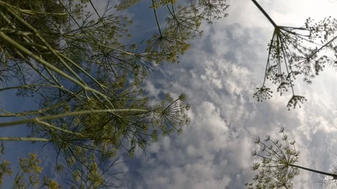 Flowers against the sky Stock Footage 91810202