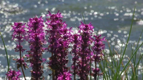 Flowers against small river. Video stock 708328