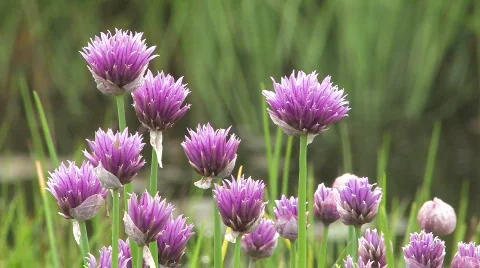 Flowers against small river. Stockbeeldmateriaal 708467