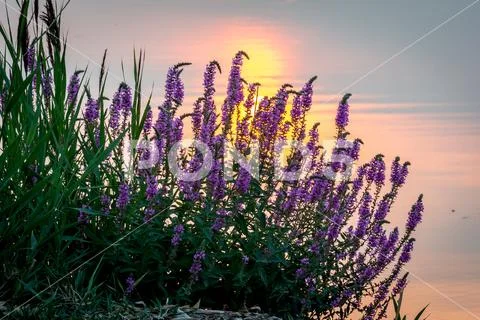 Flowers Against Sunset Stock Photos