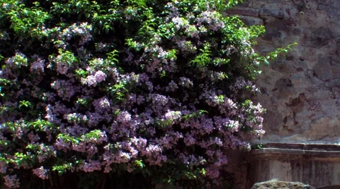 Flowers against wall Stock Footage 1054567