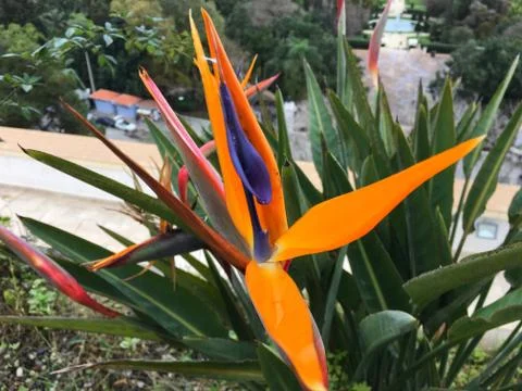 Flowers at Algiers Foto stock