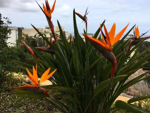 Flowers at Algiers Stock-Fotos
