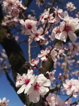 Flowers of almond blossom - fiori di mandorlo in fiore Stock Photos